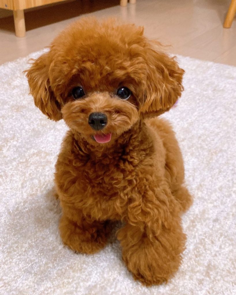 Available Puppies – zingstarpoodles.com